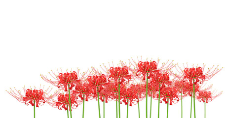 彼岸花 ヒガンバナ 曼珠沙華 イラスト リアル