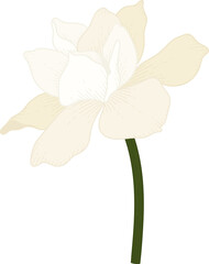 White Gardenia flower hand drawn illustration.