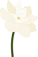 Obraz na płótnie Canvas White Gardenia flower hand drawn illustration.