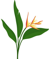 Heliconia flower hand drawn illustration.