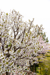 Sakura, cherry blossom in the spring season in the park.