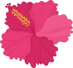 Pink Hibiscus flower hand drawn illustration.