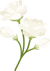 jasmine flower hand drawn illustration.