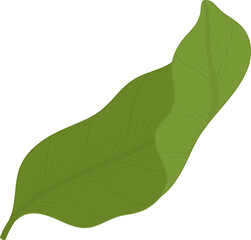 jasmine leaf hand drawn illustration.