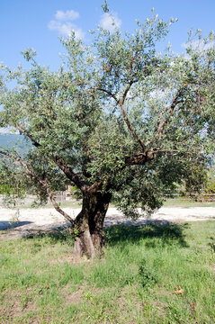 Countryside: field with olive trees.