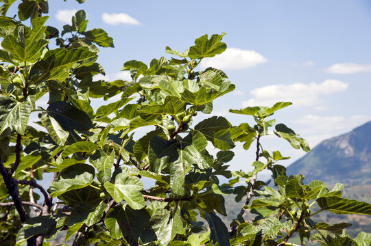 Leaves of fig - Ficus carica- with immature fruits, in June.