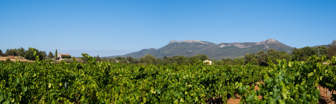 Panorama sur les monts AURELIEN et OLYMPE depuis des vignes &agrave; TRETS (Bouches-du-Rh&ocirc;ne)