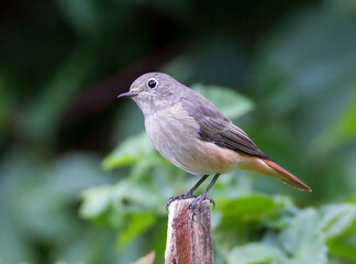 The Redstart bird (lat. Phoenicurus ochruros) male.
 It is a small songbird. It feeds on insects, which it collects from leaves and branches. 