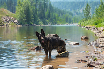 Curious German Shepherd dog standing in rocky lake or river water looking camera with smokey haze...