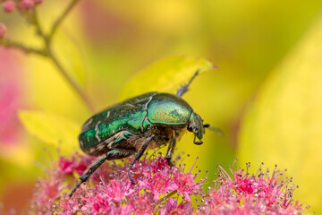 Cetonia aurata golden beetle on pink spirea flowers. Beauty of nature.