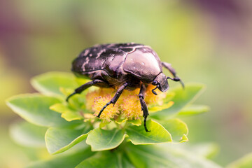 Cetonia aurata golden beetle on milkweed flowers. Beauty of nature.