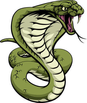 An illustration of a king cobra snake with hood out about to strike