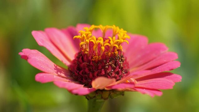 Zinnia - genus of plants of tribe Heliantheae within family Asteraceae