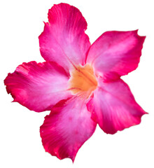 Beautiful pink desert rose blossom isolated on white with clipping path