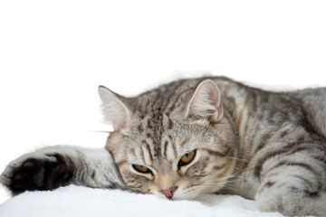 Naklejka na ściany i meble Cuty cat asleep over white floor isolated over white background with clipping path