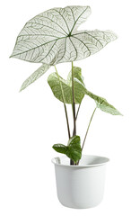 Beautiful Caladium Bicolor Vent,Araceae,Angel wings houseplants in modern white pot isolated on white with clipping path