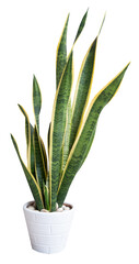 Snake plant,Sansevieria air purify tree  in white flower pot isolated on white with clipping