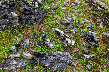 green lichen and moss on stone, graphic background, top view, texture