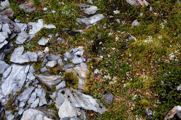 colored lichen and moss on stone, graphic background, top view, texture