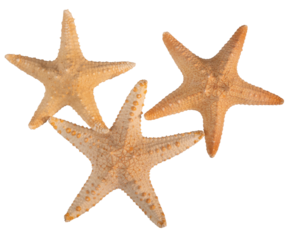 Group of seashell starfish top view isolated on white background with clipping path