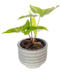 Syngonium podophyllum Variegeted in cement pot isolated on white with clipping path,Air purification trees Variegeted plants