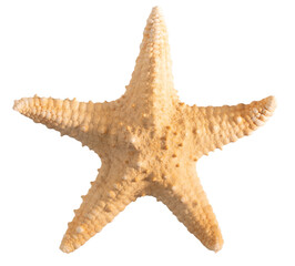 Seashell starfish top view isolated on white background with clipping path - obrazy, fototapety, plakaty