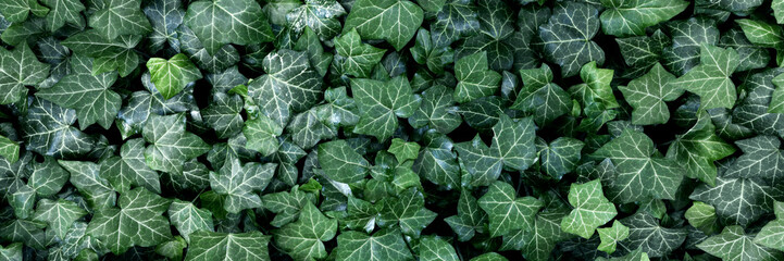 background of lush green ivy leaves, dark tone, abstract green texture, banner