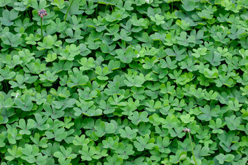 Obraz premium Leaf Clover background,