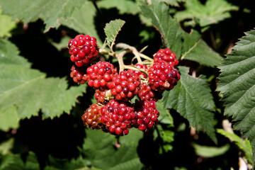 Blackberries in nature (branch)