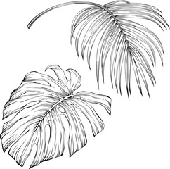 Tropical leaves. Hand drawn vector illustration isolated on white. Eps 10