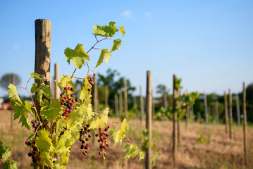 Fototapeta na wymiar View of the vineyard at sunset. Ripening blue grapes close-up.