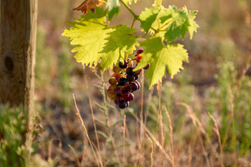 View of the vineyard at sunset. Ripening blue grapes close-up.