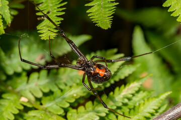 Black Widow Spider - Latrodectus mactans