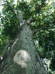 Fototapeta premium Plane tree trunk. 250-year old plane tree. Low angle on tree foliage in summer.
