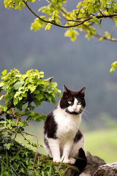 vertical portrait of a black and white cat in nature, climbing a stone wall and surrounded by green leaves.