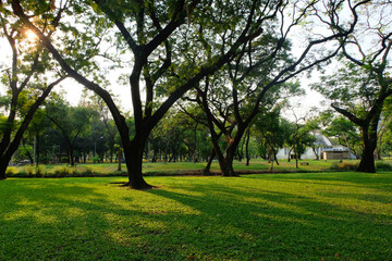 Natural views, big trees and green grass in the park in Bangkok, Thailand