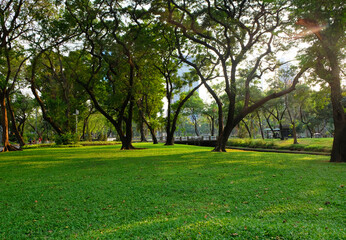 Fototapeta na wymiar Natural views, big trees and green grass in the park in Bangkok, Thailand