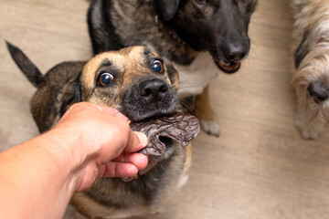 the dog receives a dehydrated dog treat as a treat