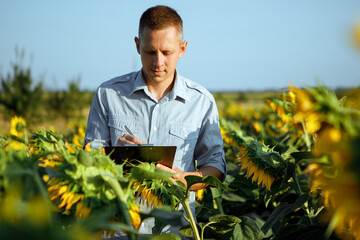 young agronomist holds a paper chart in his hands and analyzes the sunflower