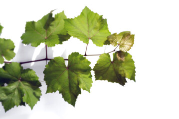 Grape vine, brightly lit by the sun isolated on a white background. In soft focus. Selective focus.