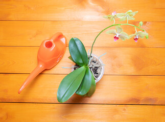 Home indoor watering can, a bag with bark for planting orchids and a healthy orchid plant on a wooden background: the concept of proper planting of an exotic plant at home, top view