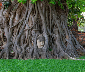 Buddha Head statue with trapped in Bodhi Tree roots at Wat Maha That in Ayutthaya of Thailand -  Ayutthaya historical park of Thailand