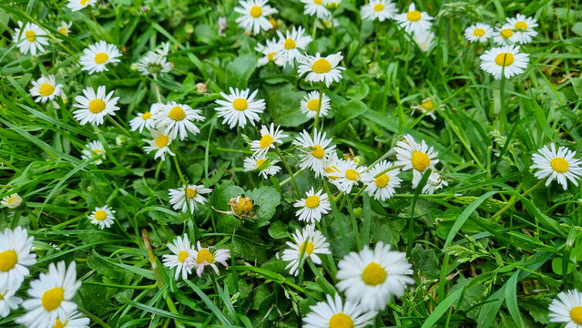 Margaridas de um jardim no parque em Londres