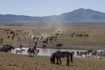 Fototapeta na wymiar Herd of Wild Horses in the Utah desert