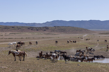 Naklejka na ściany i meble Herd of Wild Horses in the Utah desert
