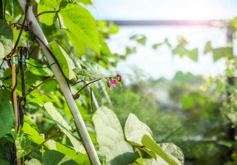 Purple bean flower in roof garden. Lush green pole bean plants with flowers and almost ready bean pods on trellis. Purple Peacock bean plant or Phaseolus vulgaris. Selective focus on purple blossom.