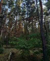 Trees in the pine forest