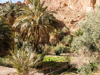 Moroccan palm trees in arid landscape. Todra Valley