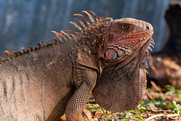 Giant Iguana in Costa Rica