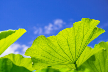 青空と蓮の大きい葉